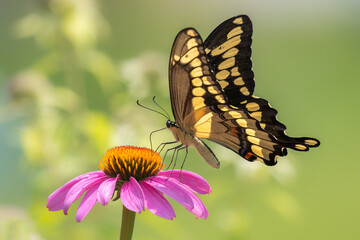 Eastern Tiger Swallowtail Butterfly