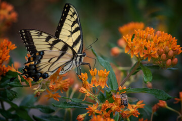 Eastern Tiger Swallowtail Butterfly