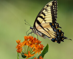 Eastern Tiger Swallowtail Butterfly