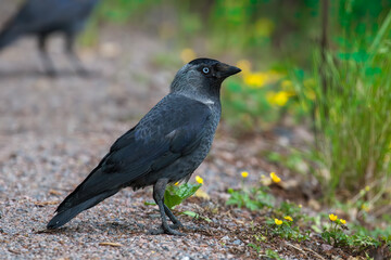 Young western jackdaw