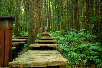 Forest, climber, safety, walking, boardwalk