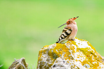 Upupa epops - The hoopoe is a species of bucerotiform bird in the Upupidae family. © Agustin