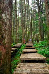 Forest, climber, safety, walking, boardwalk