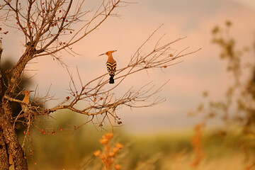 Upupa epops - The hoopoe is a species of bucerotiform bird in the Upupidae family.