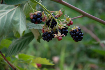 Ripe berries blackberry is not prickly. High quality photo