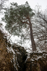 Rocks and trees in autumn colors in winter near Simmelsdorf, Franconian Switzerland, Bavaria, Germany