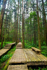 Forest, climber, safety, walking, boardwalk