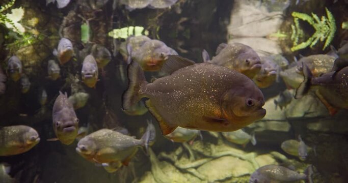 A dangerous flock of predatory piranha fish swims in the aquarium. Pygocentrus nattereri