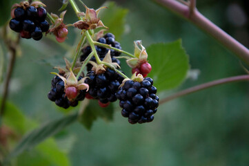 Ripe berries blackberry is not prickly. High quality photo
