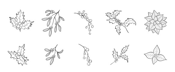 hand drawn christmas plants. holly branch, mistletoe, winter berries and poinsettia. elements for christmas design