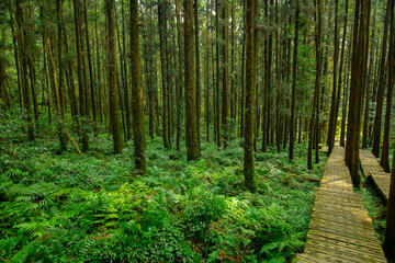 Fototapeta premium Forest, climber, safety, walking, boardwalk