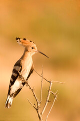 Upupa epops - The hoopoe is a species of bucerotiform bird in the Upupidae family.