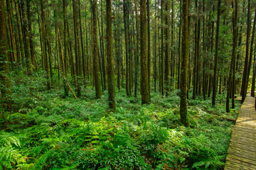 Fototapeta premium Forest, climber, safety, walking, boardwalk