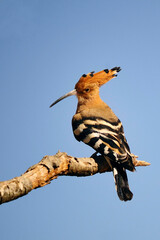 Upupa epops - The hoopoe is a species of bucerotiform bird in the Upupidae family.