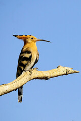 Upupa epops - The hoopoe is a species of bucerotiform bird in the Upupidae family.