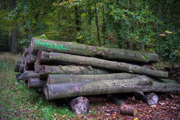 Brennholz