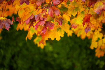 Close-up of autumn leaves on a background of green foliage