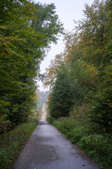 Naklejka premium Strasse im Wald