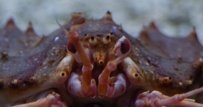 Paralithodes camtschaticus close-up of the head and wiggling antennae. Aquarium