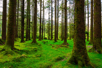 Tall pine forest trunks standing on a carpet of green grass against a backdrop of rugged mountains and sunlit clear sky