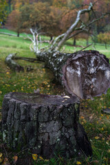 gefällter Baum