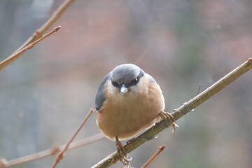 Eurasian Nuthatch on a branch - Sitta europaea