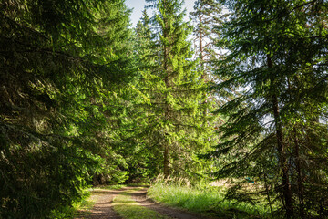 Footpath in the forest.