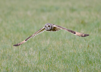 Short eared owl  Asio flammeus flying low over grass field in Europe