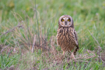 Short-eared owl Asio flammeus sitting in a field