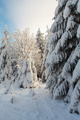 Winter forest full in snow and frosting