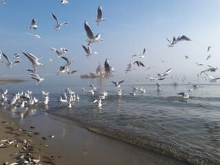 Seagulls flying on quiet sea