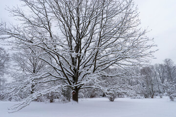 Snow-covered tree crowns in the Winter Botanical Garden, Minsk