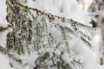 Winter forest full in snow and frosting