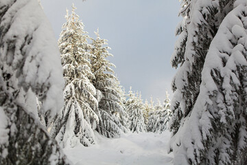 Winter forest full in snow and frosting