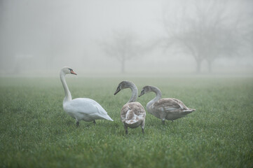 Schwan mit zwei grauen Jungschwänen im Nebel