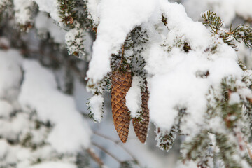Winter forest full in snow and frosting