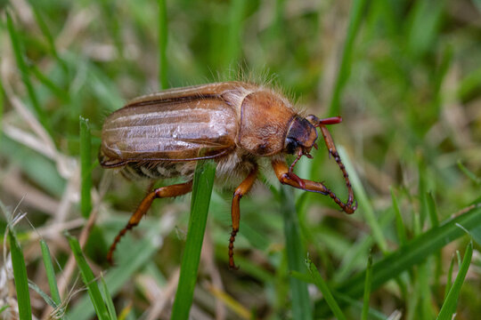 European june beetle (Amphimallon solstitiale)