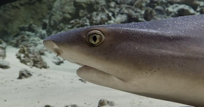 Requiemhaie Bilder Durchsuchen 920 Archivfotos, und