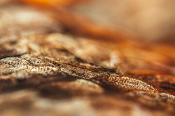 Macro View of Fish Scales Salmon Rainbow Trout.