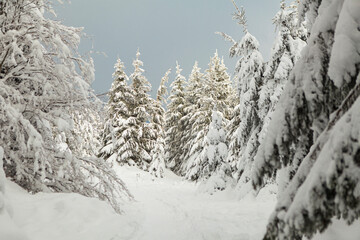 Winter forest full in snow and frosting