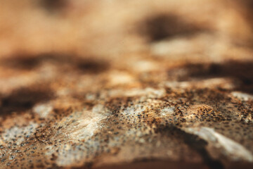 Macro View of Fish Scales Salmon Rainbow Trout. © Konrad