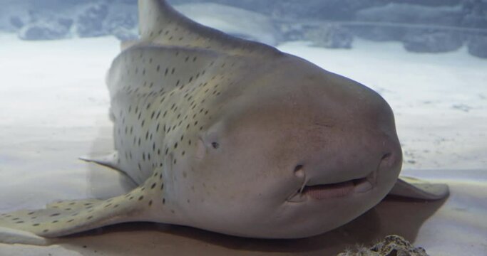 nurse shark, Ginglymostomatidae lies on the sandy bottom of a huge aquarium