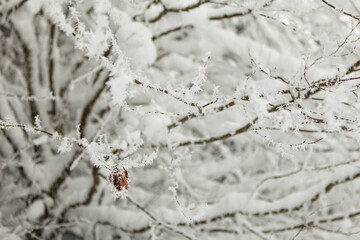 Winter forest full in snow and frosting