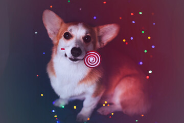 Corgi dog on the Christmas lights background. New Year and Christmas concept. Space for a text.