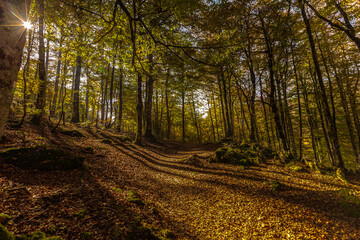 Sun rays entering the forest trees in autumn
