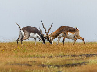 Naklejka na ściany i meble Blackbuck Head to head fight aggressively to establish and defend there territories from other males. and showing dominance.