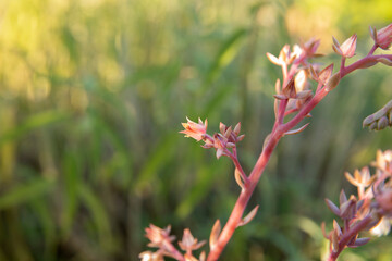 Succulent flowers. Closeup view of Echeveria gibbiflora red flowers and floral peduncle, blooming in the garden. 