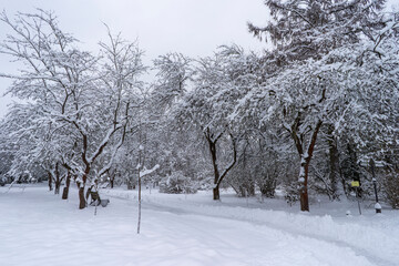 Snow-covered tree crowns in the Winter Botanical Garden, Minsk
