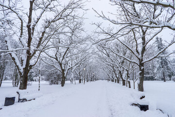 Snow-covered tree crowns in the Winter Botanical Garden, Minsk