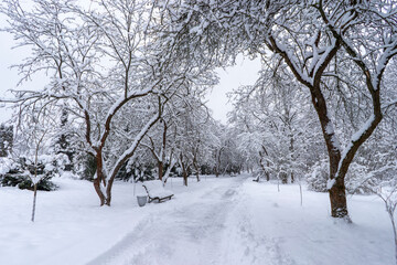 Fototapeta na wymiar Snow-covered tree crowns in the Winter Botanical Garden, Minsk